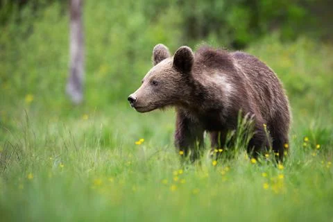 Young brown bear looking aside on a green glade with copy space Stock Photos