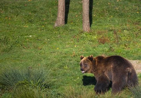 Young brown bear looking back in the meadow in the forest Stock Photos