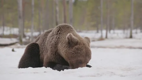 Young brown bear is lying down in the snow Stock Footage 277108201