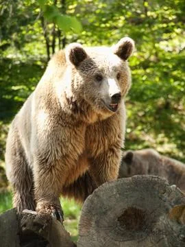 Young brown bear Foto stock