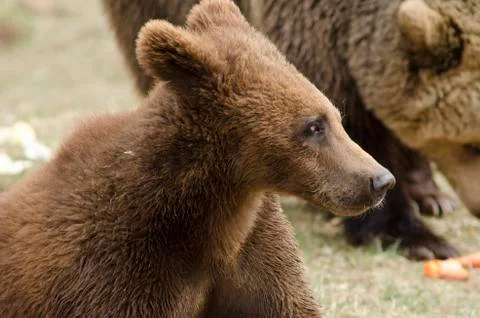Young brown bear Stock Photos