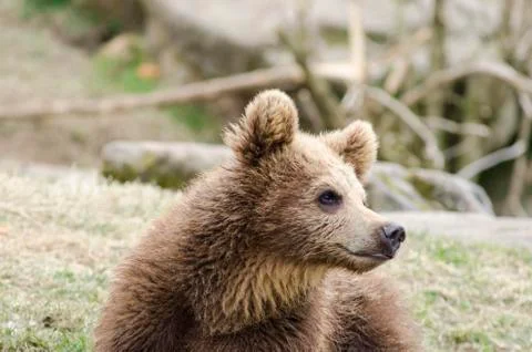 Young brown bear Stock Photos