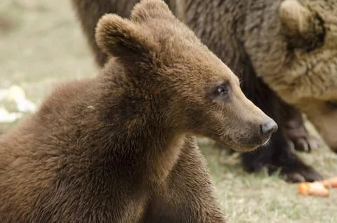 Young brown bear Stock Photos