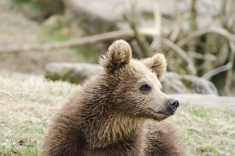 Young brown bear Stock Photos