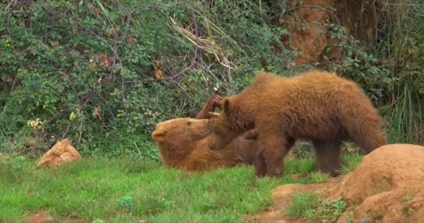 Young brown bear playing Stock Footage 280489722