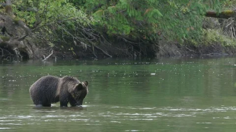 Young Brown Bear in River in slow motion Stock Footage 81991917