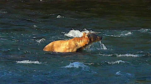 Young Brown Bear Snorkeling for Fish in Sweet Afternoon Light Stock Footage 50305933