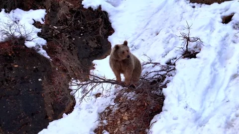 Young Brown Bear Standing on a Snowy Mountain Ledge in Winter Stock-Footage 341213922