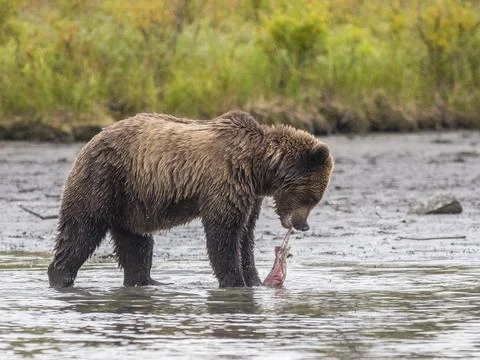 A young brown bear (Ursus arctos) with a dead salmon at Lake Clark National Park Stock Photos