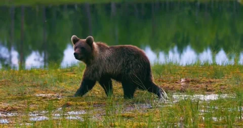 Young brown bear walking through a boggy, forested area near a reflective p.. Stock Footage 296856170