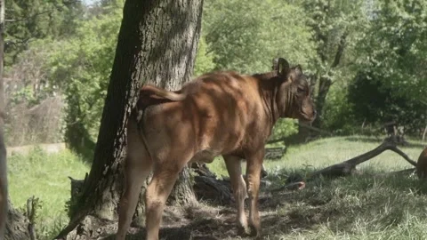 A young brown calf gets to its feet in the shade of the trees in the pasture. Video stock 276711390