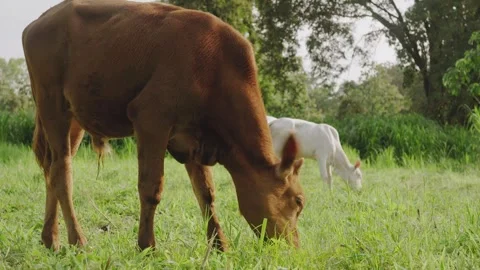 Young brown calf grazing on fresh green grass in a natural pasture, with a .. Stock Footage 346813370