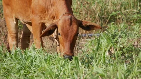 Young brown calf with a rope around its neck grazing on grass in a pasture with Видео 341395003