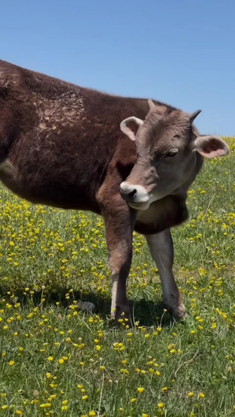 Young brown calf standing in a vibrant meadow filled with yellow flowers Видео 335491336