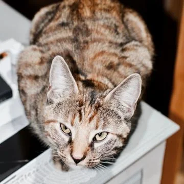 Young brown cat Stock Photos