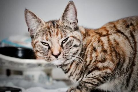 Young brown cat Stock Photos