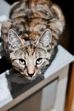 Young brown cat Stock Photos
