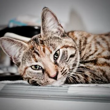 Young brown cat Stock Photos