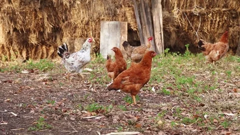 Young Brown Chicken Walking Outside on a Farm. Farm Life. A Young Brown Chi.. Stock Footage 319673475