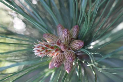 Young brown cones on pine Stock Photos