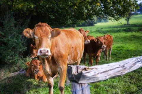 Young brown cows Stock Photos
