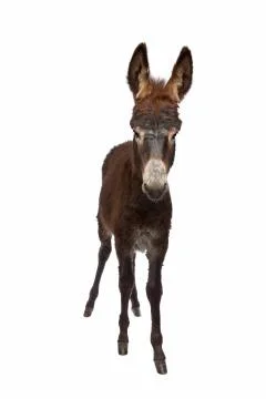 Young brown donkey Stock Photos