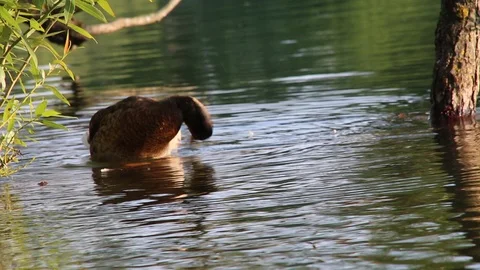 Young brown duck cleaning feathers summer pond Stock Footage 111986139