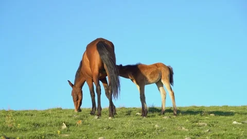 Young brown foal drinking it's mothers milk. Stock Footage 275265069