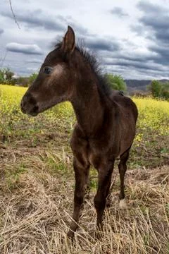 Young brown foal Foto stock