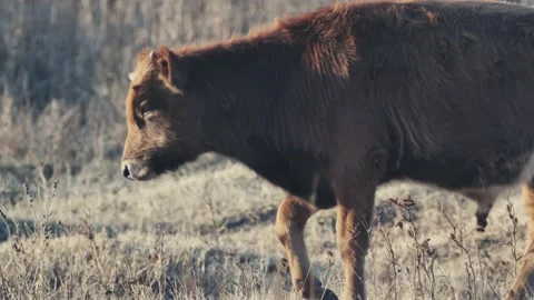 Young brown goby walking through the field 스톡 동영상 219741127