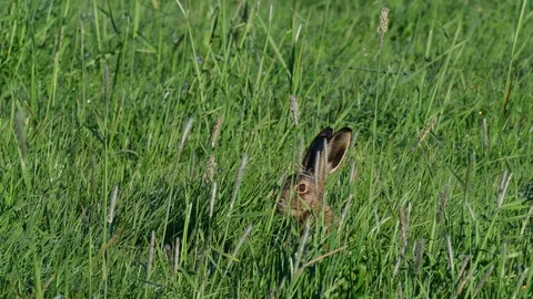 Young brown hare sitting in the meadow and look, spring Stock Footage 98122293