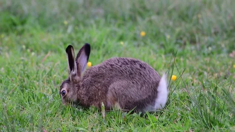 Young brown hare sitting in the meadow and search feed, spring Stock Footage 116537047