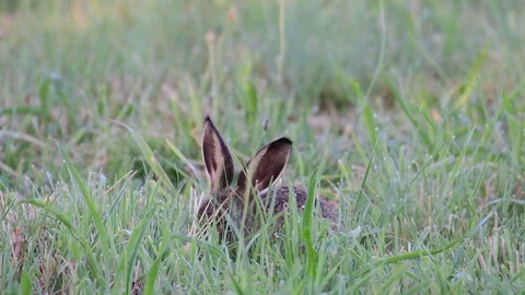 Young brown hare sitting in the meadow and search feed, summer Stock Footage 116596925