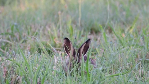 Young brown hare sitting in the meadow and search feed, summer Stock Footage 116599305