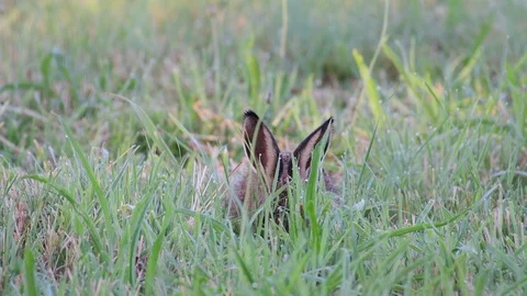 Young brown hare sitting in the meadow and search feed, summer Stock Footage 116602803