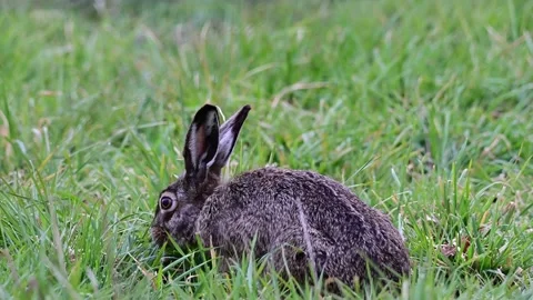 Young brown hare sitting in the meadow and search feed, spring Video stock 143006740