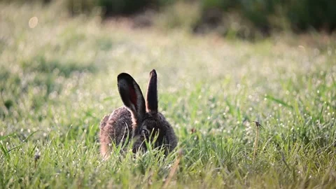 Young brown hare sitting in the wet meadow and searchs food, spring Stock Footage 155678774