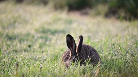 Young brown hare sitting in the wet meadow and search feed, spring Video stock 155679036