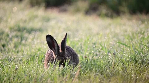 Young brown hare sitting in the wet meadow and searchs food, spring Video stock 155679053