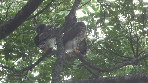 Young brown hawk-owls resting on the tree Stock Footage 75985758