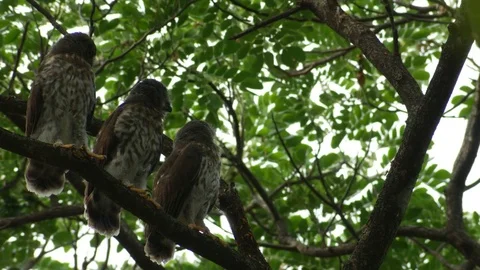 Young brown hawk-owls resting on the tree Video stock 75986048