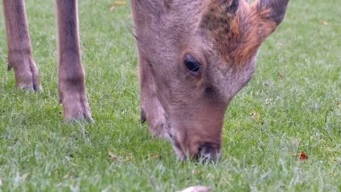 A young brown horned deer looking for leftover food on the green grass in Stock Footage 95585835