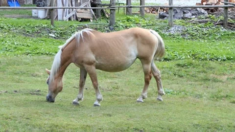 Young brown horse eats in the grass Stock-Footage 165735945