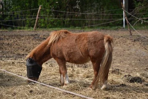 A young brown horse eats hay in an animal pen with mosquito net on head aga.. Stock Photos