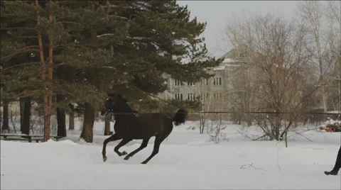 Young brown Horse galloping in a circle with a bridle at winter Afternoon Stock Footage 36036945