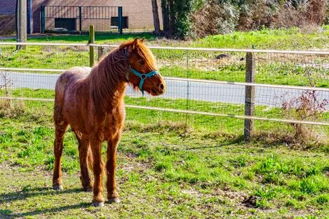 Young brown horse standing in a plot with green grass and wire fences 写真素材