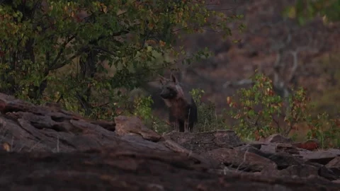 A young Brown Hyena cub cautiously peeks over a rocky rise in the Tuli region 動画素材 345173343
