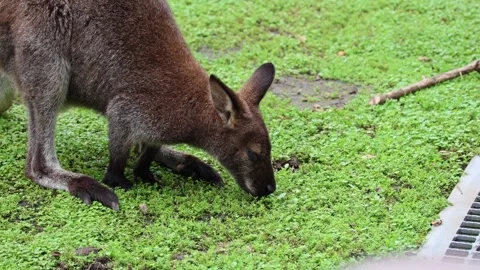 Young brown kangaroo moves slowly across a grassy area 스톡 동영상 338010380