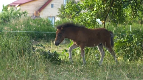 Young brown pony does a kick with his legs in slow motion Stock Footage 112281970