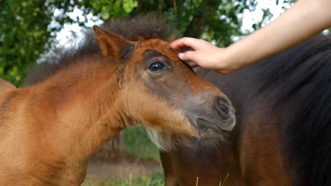 Young brown pony looking at the camera and trying to bite girls finger Stock Footage 112281957
